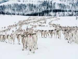 Reinsdyr i flokk vinter
