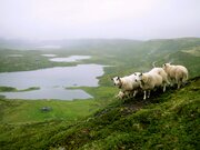 Lam på fjellbeite