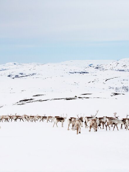 Reinsdyr på vidda