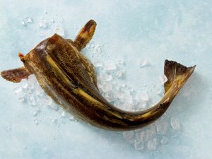 Skrei